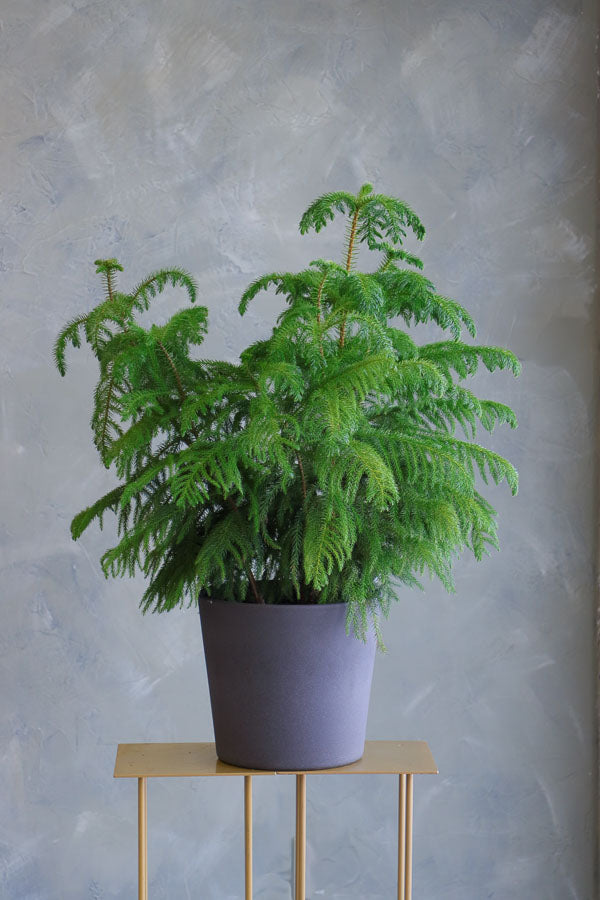 Lush Norfolk Pine in an elegant pot, available for delivery in Ottawa.