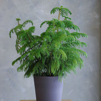 Lush Norfolk Pine in an elegant pot, available for delivery in Ottawa.