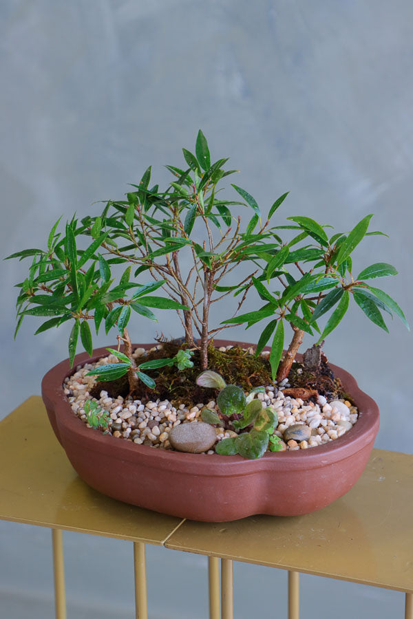 Ficus Nerifolia Forest