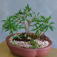 Ficus Nerifolia Forest