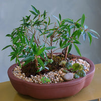 Ficus Nerifolia Forest