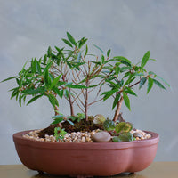 Ficus Nerifolia Forest