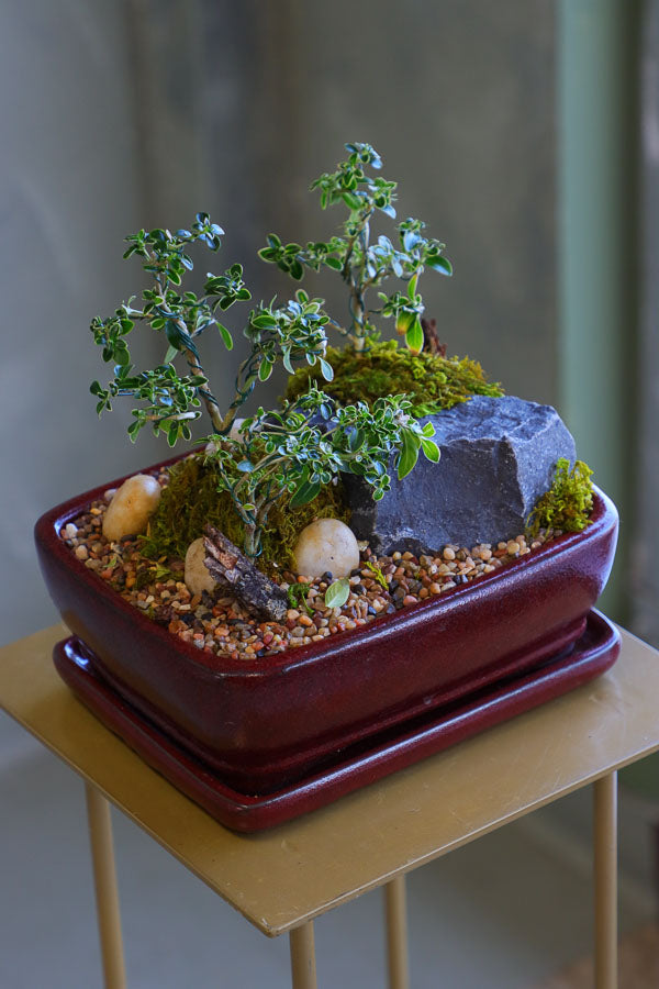 Elegant bonsai and rock garden in a red ceramic pot with moss and pebbles, available for delivery in Ottawa.