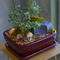 Elegant bonsai and rock garden in a red ceramic pot with moss and pebbles, available for delivery in Ottawa.