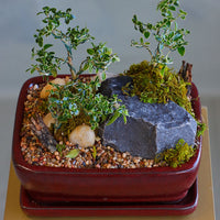Elegant bonsai and rock garden in a red ceramic pot with moss and pebbles, available for delivery in Ottawa.
