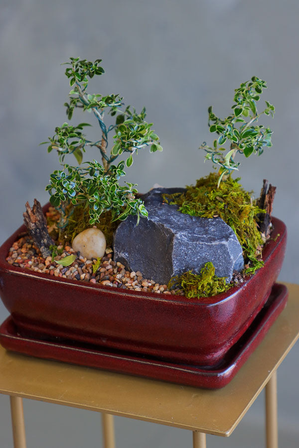 Elegant bonsai and rock garden in a red ceramic pot with moss and pebbles, available for delivery in Ottawa.