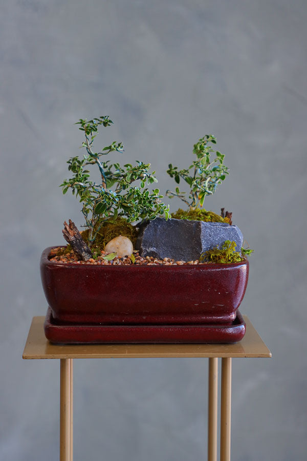 Elegant bonsai and rock garden in a red ceramic pot with moss and pebbles, available for delivery in Ottawa.