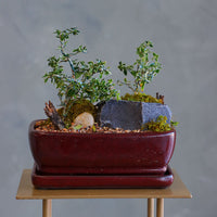 Elegant bonsai and rock garden in a red ceramic pot with moss and pebbles, available for delivery in Ottawa.