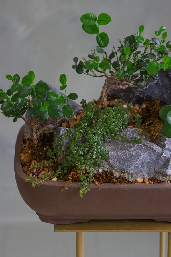 Mountain Serenity bonsai arrangement featuring sculpted bonsai trees, rugged stones, moss, and pebbles in a ceramic container by Ottawa florist.