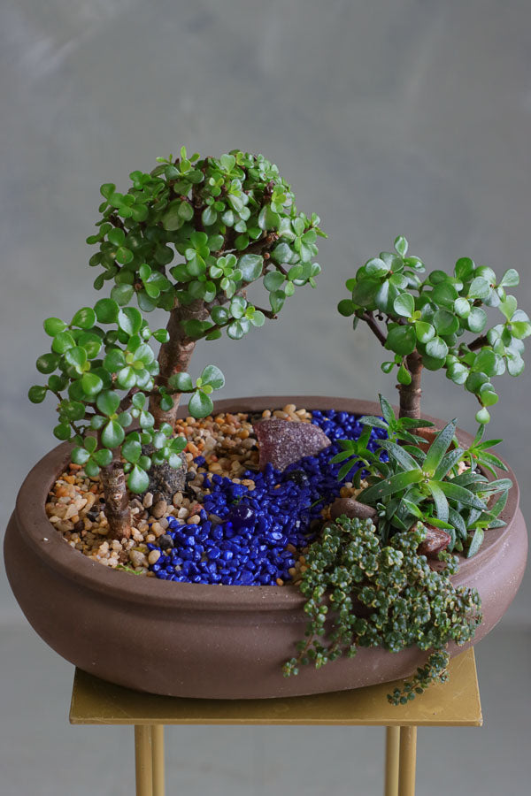 Succulent and jade tree arrangement in a shallow brown pot with blue decorative stones and pebbles, styled as a miniature garden landscape.