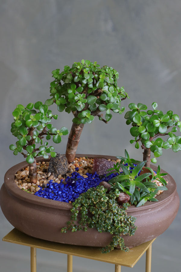 Succulent and jade tree arrangement in a shallow brown pot with blue decorative stones and pebbles, styled as a miniature garden landscape.
