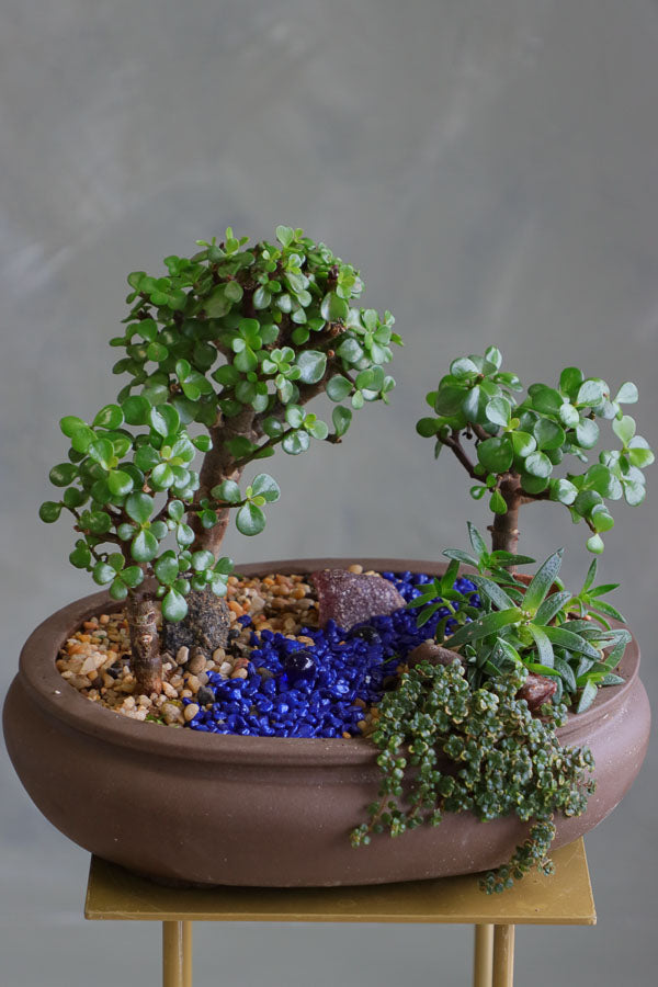 Succulent and jade tree arrangement in a shallow brown pot with blue decorative stones and pebbles, styled as a miniature garden landscape.
