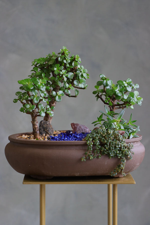 Succulent and jade tree arrangement in a shallow brown pot with blue decorative stones and pebbles, styled as a miniature garden landscape.