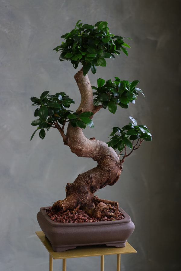 Indian Laurel bonsai with a thick curved trunk and dense green leaves in a square ceramic pot, styled on a stand.