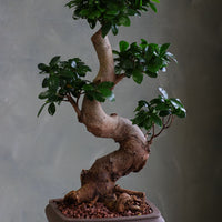 Indian Laurel bonsai with a thick curved trunk and dense green leaves in a square ceramic pot, styled on a stand.