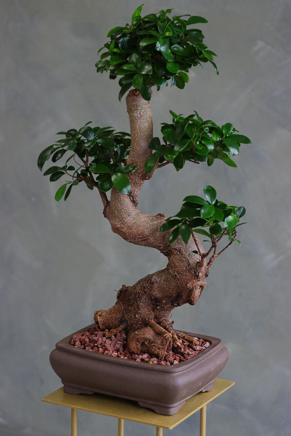 Indian Laurel bonsai with a thick curved trunk and dense green leaves in a square ceramic pot, styled on a stand.