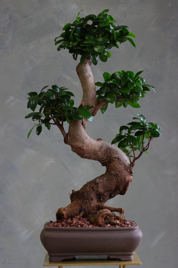 Indian Laurel bonsai with a thick curved trunk and dense green leaves in a square ceramic pot, styled on a stand.