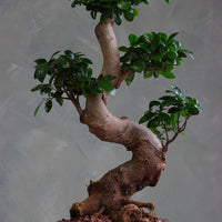 Indian Laurel bonsai with a thick curved trunk and dense green leaves in a square ceramic pot, styled on a stand.