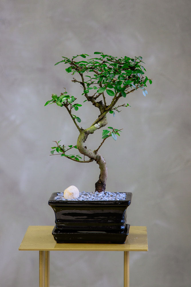 Chinese Elm Bonsai – Bonsai Ottawa