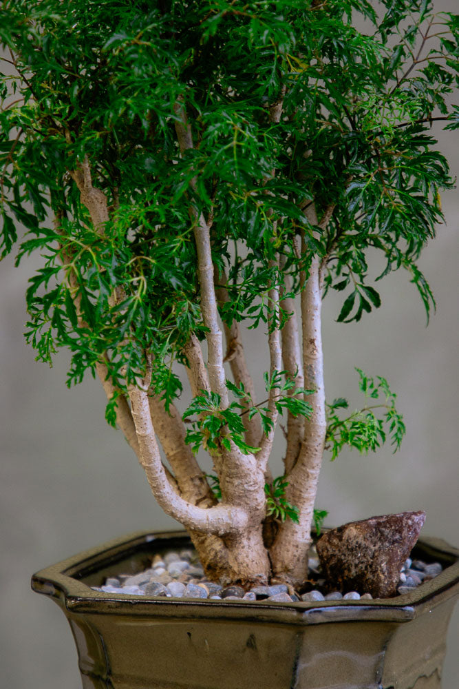 ming tree bonsai Large Ming Aralia Bonsai – Bonsai Ottawa
