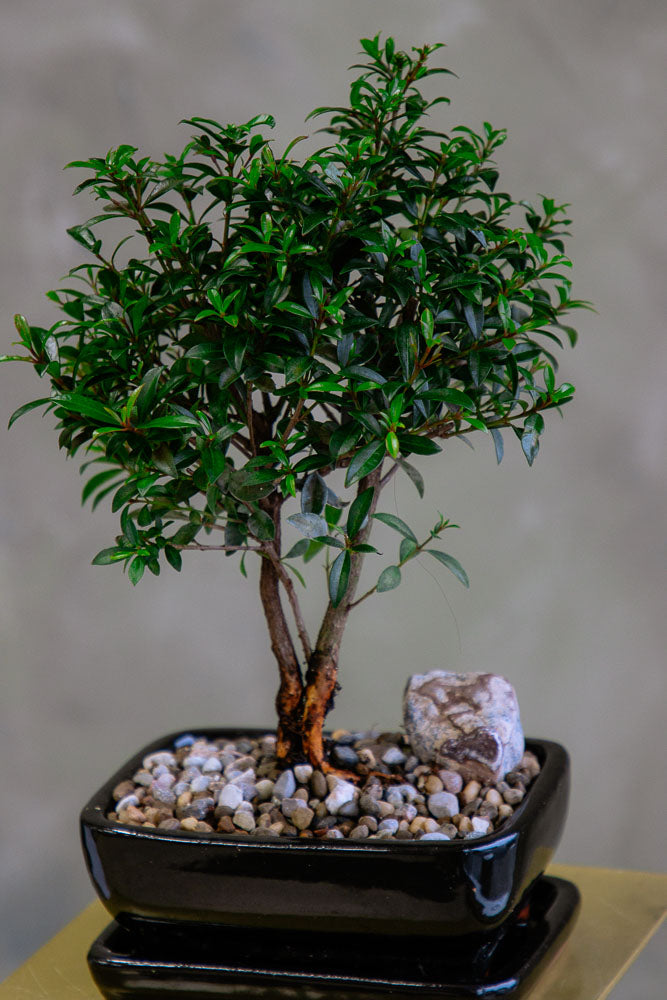 Flowering Brush Cherry – Bonsai Ottawa