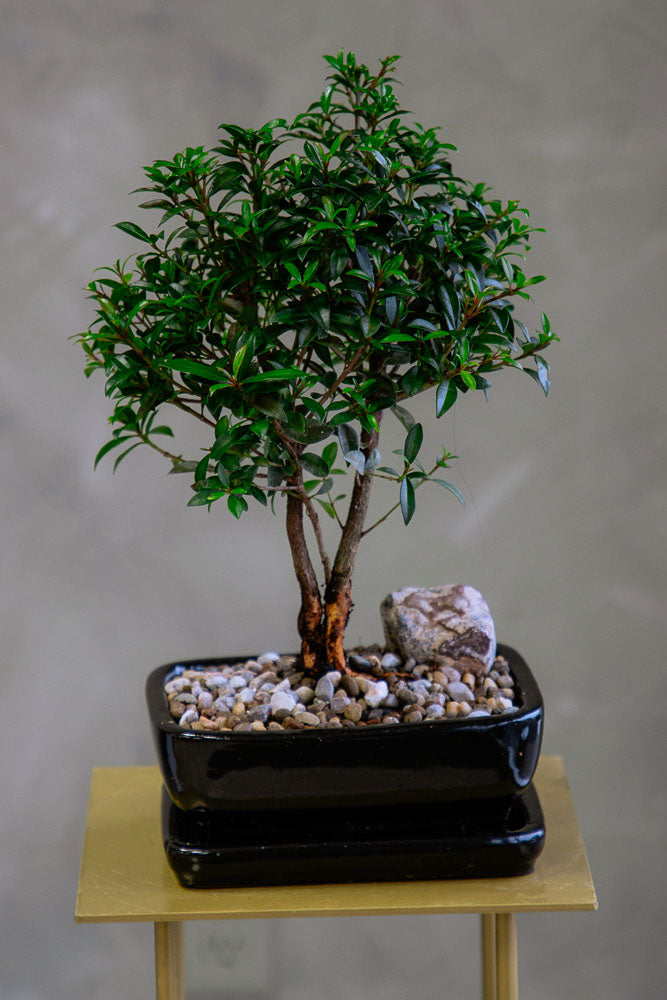 brush cherry bonsai tree Flowering Brush Cherry