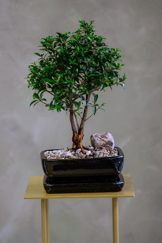 Flowering Brush Cherry – Bonsai Ottawa
