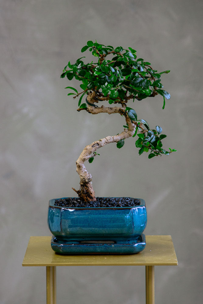 Fukien Tea