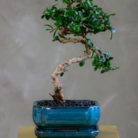 Fukien Tea