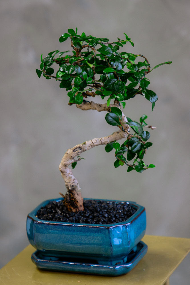 fukien tea indoor bonsai tree Fukien Tea