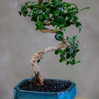 Fukien Tea