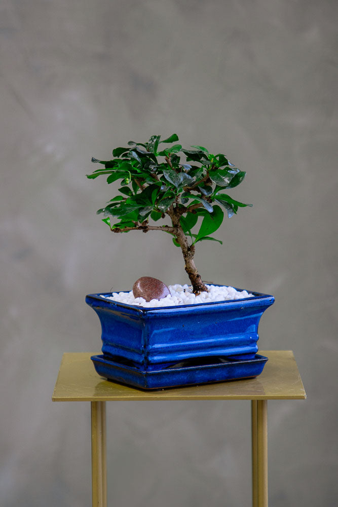 Fukien Tea