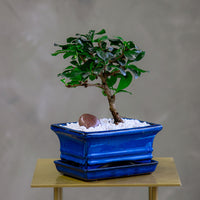 Fukien Tea