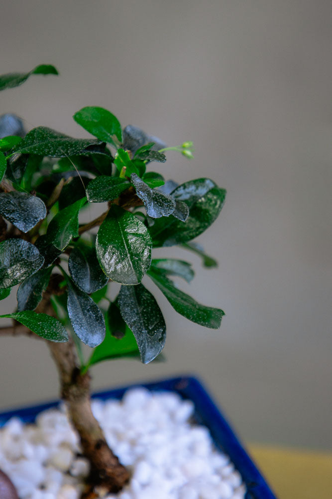 Fukien Tea