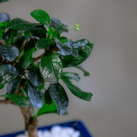 Fukien Tea