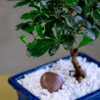 Fukien Tea