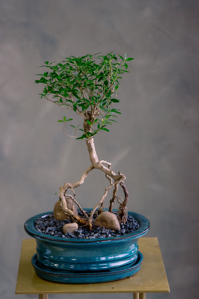Serissa Japonica - Tree of a Thousand Stars
