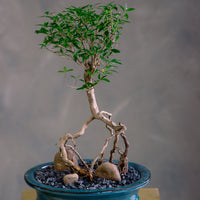 Serissa Japonica - Tree of a Thousand Stars