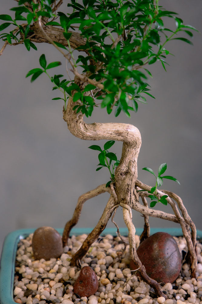tree of a thousand stars bonsai Serissa Japonica