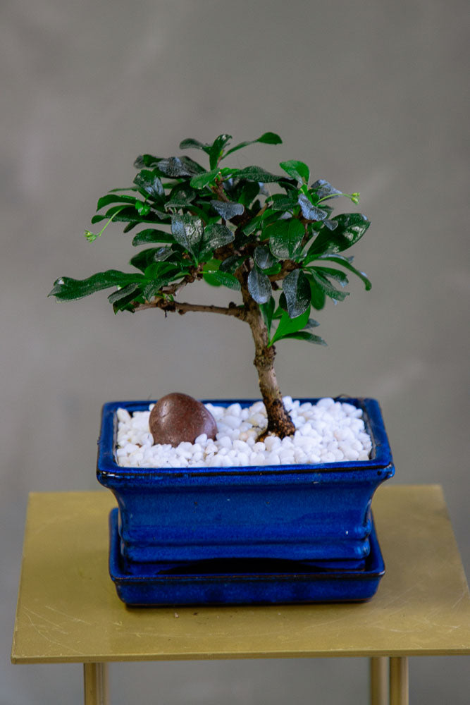 Fukien Tea