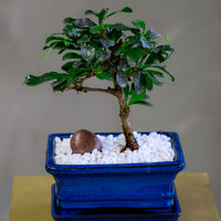 Fukien Tea