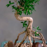 Serissa Japonica - Tree of a Thousand Stars
