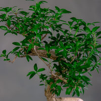 Serissa Japonica - Tree of a Thousand Stars