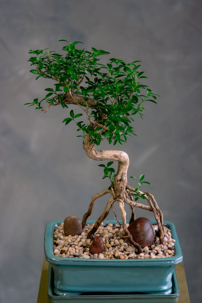 Serissa Japonica - Tree of a Thousand Stars