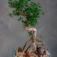 Serissa Japonica - Tree of a Thousand Stars