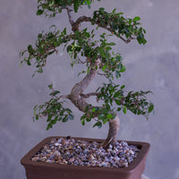 Bonsai tree in a pot on a white pedestal against a gray background
