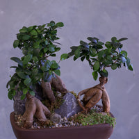 Bonsai tree in a pot on a pedestal against a gray background