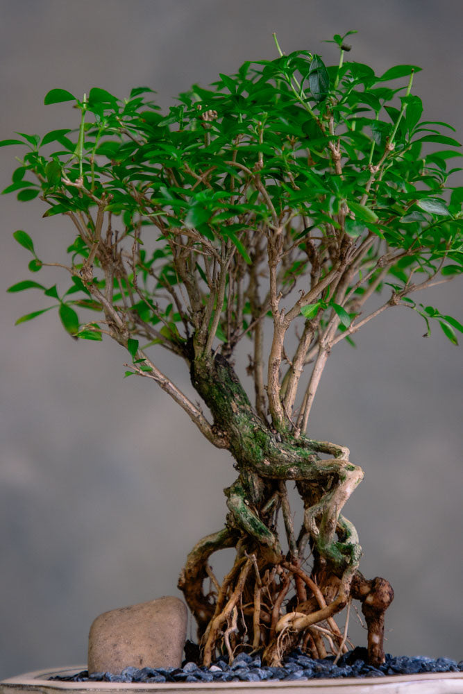 Serissa Japonica - Tree of a Thousand Stars