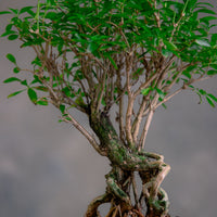 Serissa Japonica - Tree of a Thousand Stars
