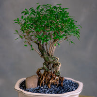 Serissa Japonica - Tree of a Thousand Stars